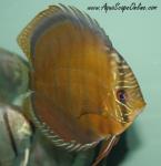 Tefe Green Discus 4" (Symphysodon Aequifas)